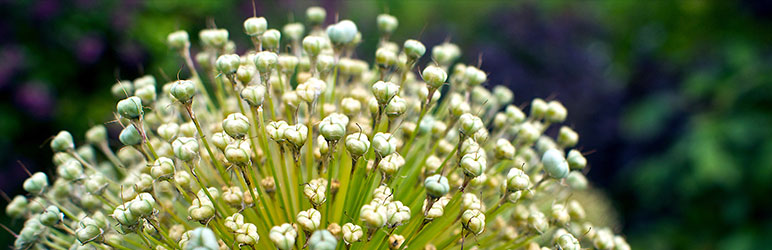 Best Redirect Plugin